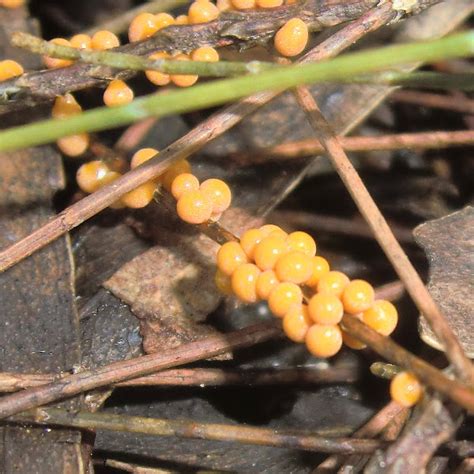 Yellow Slime Mold Project Noah