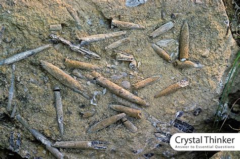 What Is A Belemnite Fossil Interesting Facts About Belemnite Fossil