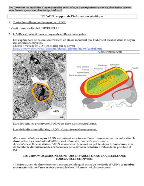 Ii L Adn Support De L Information G N Tique Toutes Les Cellules