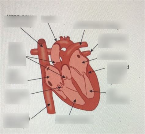 Biology Heart Diagram 1 Diagram Quizlet