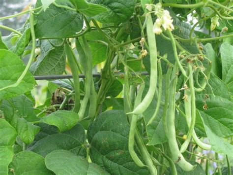 Kentucky Wonder Pole Bean White Harvest Seed Company