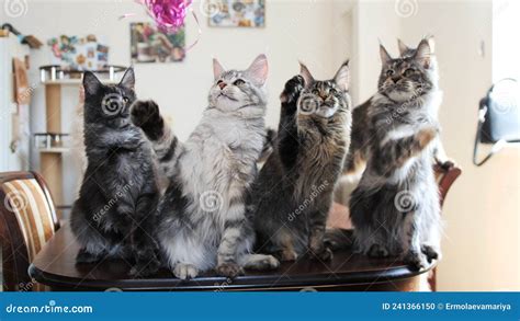 Funny Maine Coon Kittens Sit On The Table Stock Photo Image Of Little