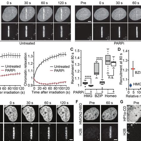 CTCF Is Quickly Recruited To DNA Lesions A Schematic Representation