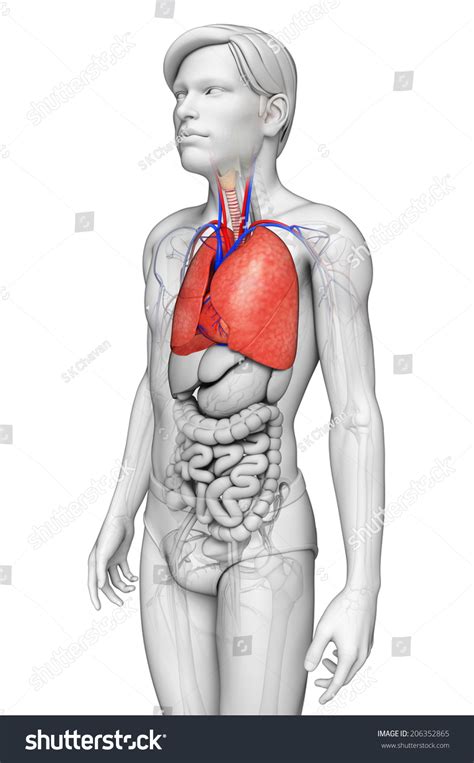 Illustration Male Lungs Anatomy Stock Illustration Shutterstock