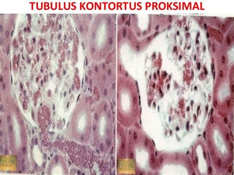 Histologi Ginjal 2015