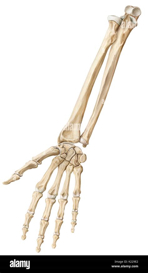 Bones Of The Forearm And The Hand Stock Photo Alamy