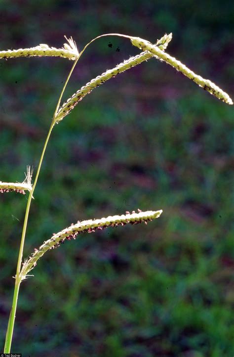 Dallisgrass Paspalum Dilatatum