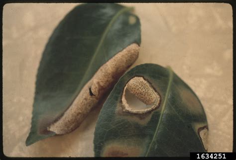 Pestalotiopsis Blight Pestalotiopsis Guepinii