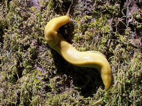 Banana Slugs - Humboldt County, California