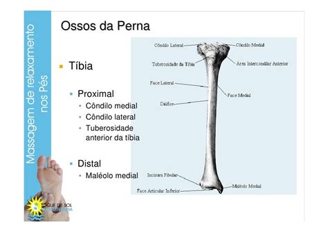 Curso Anatomia Membrosinferiorespernaepe