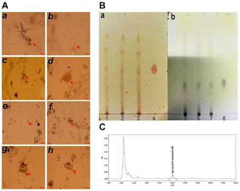 Microscopic Identification The TLC Identification And HPLC