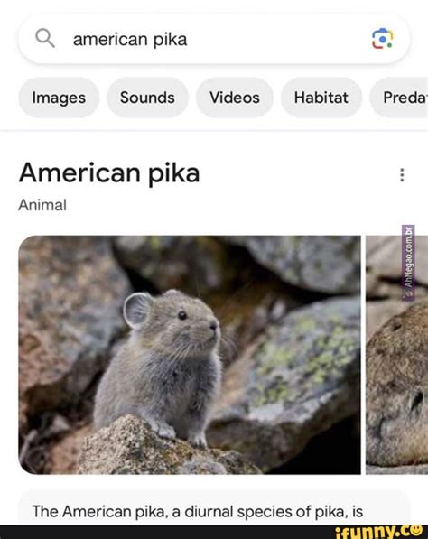 Q. american pika Images Sounds Videos Habitat Preda American pika ...