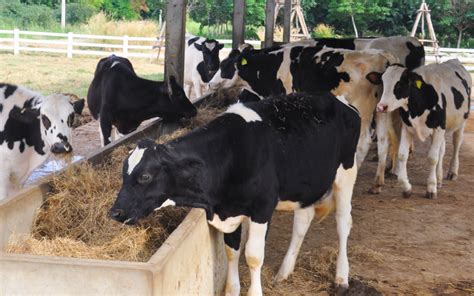 How To Start A Cattle Farm Mother Farmland