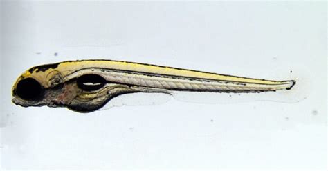 NIH releases genetic atlas of early zebrafish development 