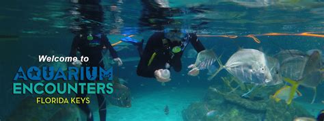 Florida Keys Aquarium Encounters | Immerse yourself in the magic of the ...