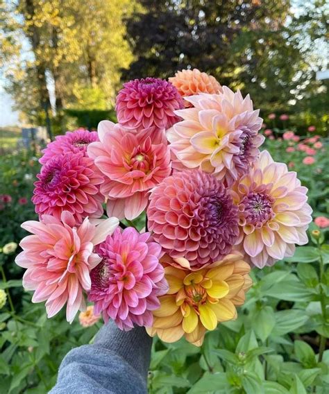 Dahlia Society Dahlia Societyy