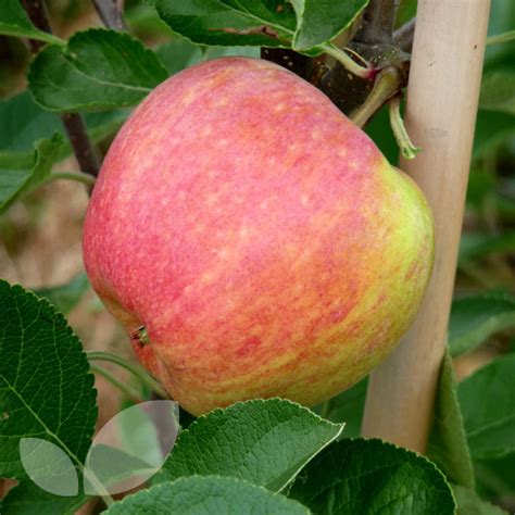 James Grieve Apple Fruit Trees Buy Online Fruit Trees