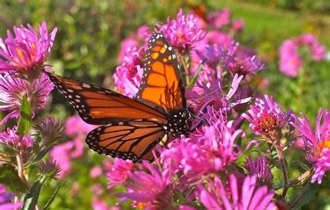 Monarch Butterfly Garden Design - Image to u