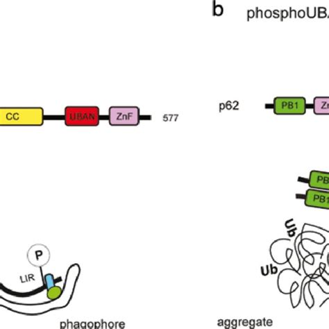 Types Of Selective Autophagy Major Types Of Selective Autophagy Are