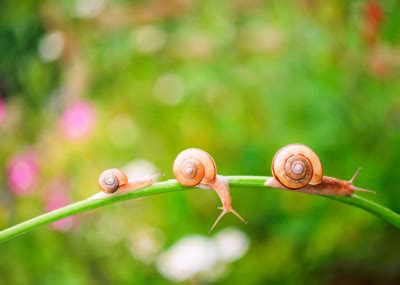 Consejos prácticos para proteger tu huerto de babosas y caracoles