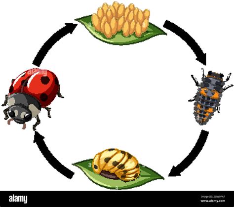 Ladybird Life Cycle Imágenes Vectoriales De Stock Alamy