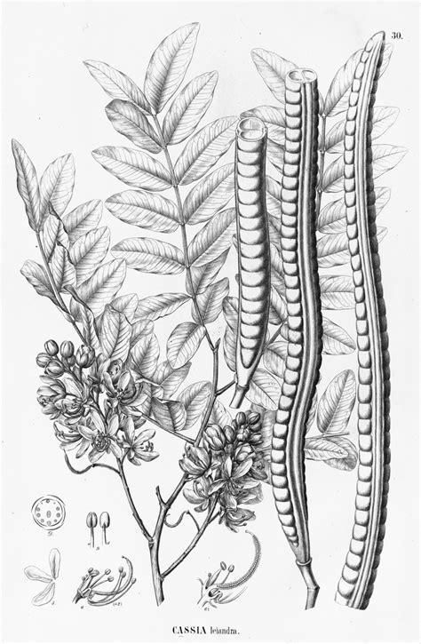 Cassia Leiandra Images Useful Tropical Plants