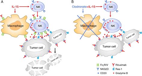 Il 15 Enhanced Antibody Dependent Cellular Cytotoxicity Mediated By Nk