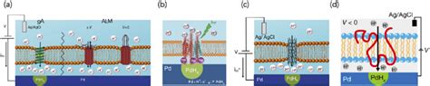 (a) Schematic of the bioprotonic device integrated with ion channels ... 