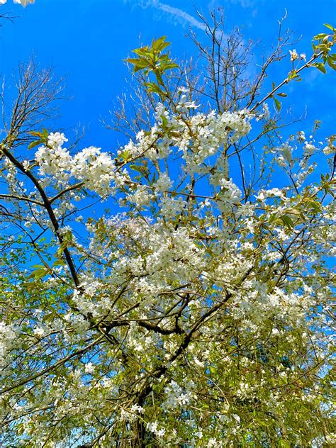 Glory Qh Amongst Cherry Blossum Janine Sch Mperli Flickr