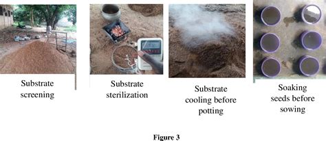 Figure 3 From Phenotypic Evaluation Of Mother Trees And Their Effects