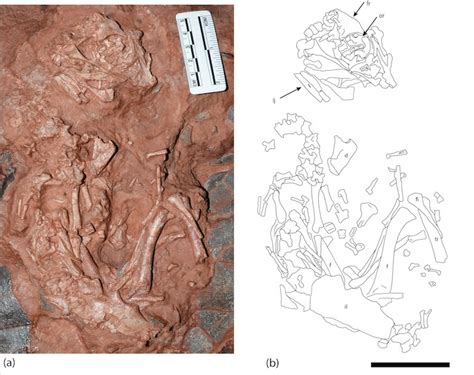 Photos Fossilized Dino Embryo Is New Oviraptorosaur Species Live Science