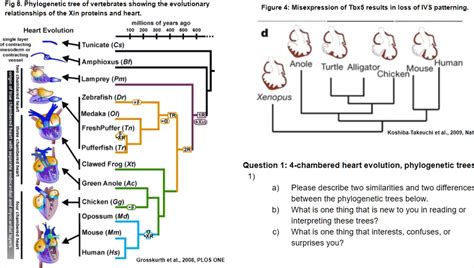 Phylogenetic Tree Vertebrates