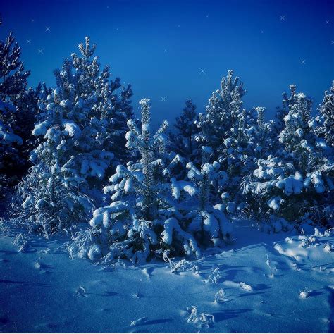 Nature Forest Night Snow Scene iPad Wallpapers Free Download