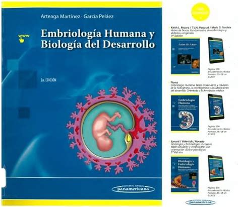 Embriolog A Humana Y Biolog A Del Desarrollo Universidad