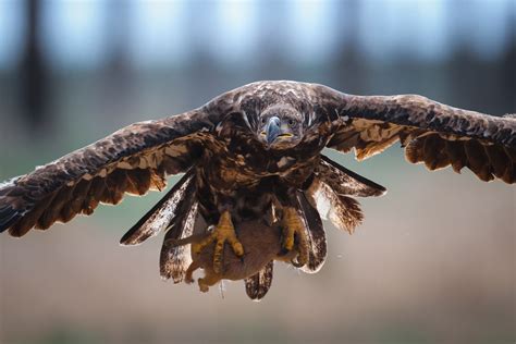 Canon EOS R5 Mark II In Use: Sports and Wildlife Photography | B&H eXplora