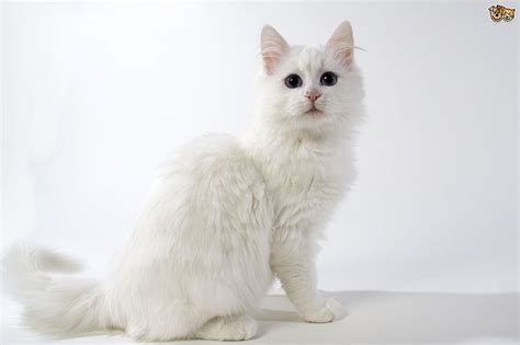 Persian or Angora cat? - Cats - Fanpop