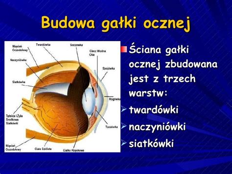 Budowa I Działanie Narzadu Wzroku