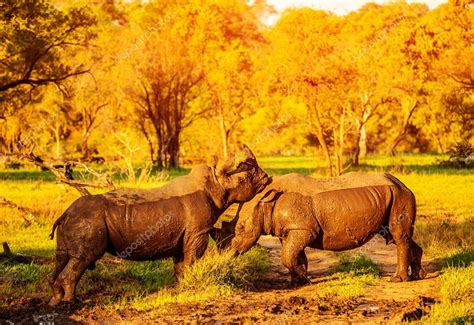 Two fighting rhinoceros — Stock Photo © Anna_Om #28002087