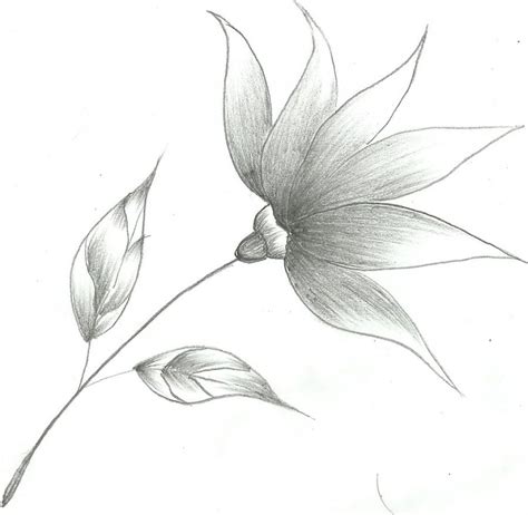 Easy Flower Sketches Drawing Pencil Flower Sketch Pencil Flower