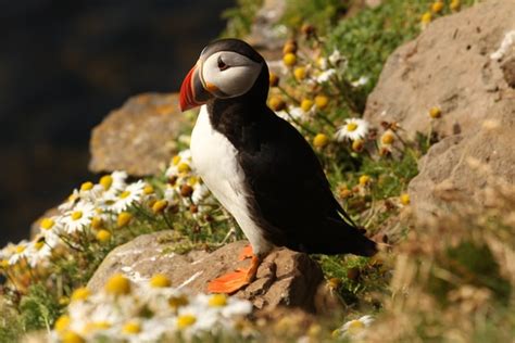 歷 Wild & native animals that live in Norway: 力 Norwegian wildlife