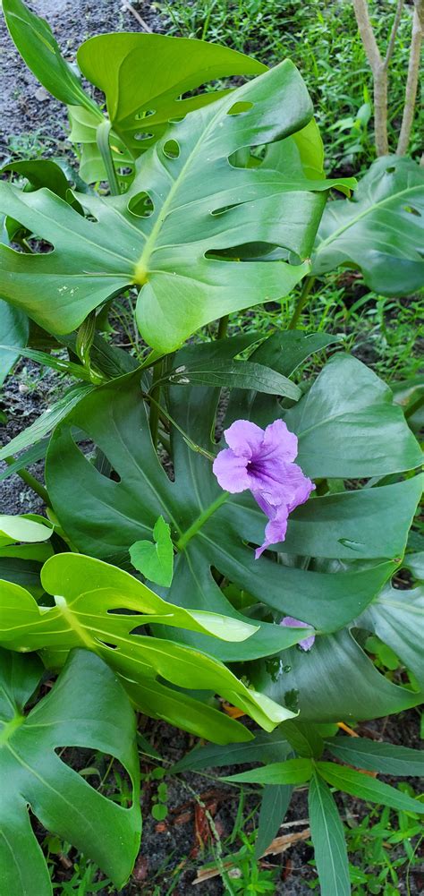 Swiss Cheese Plants Make Flowers I Never Knew That Rgardening