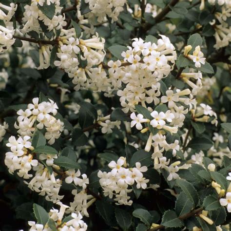 Osmanthus delavayi - Knights Garden Centres