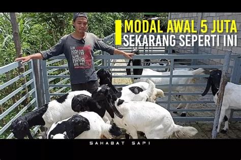 Begini Caranya Beternak Kambing Dengan Modal Juta Rupiah Untung