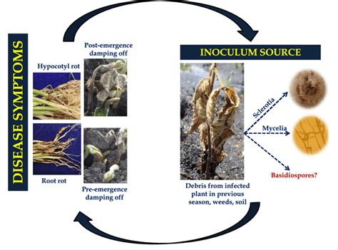 Disease Cycle Of Rhizoctonia Solani Causing Seedling Disease On