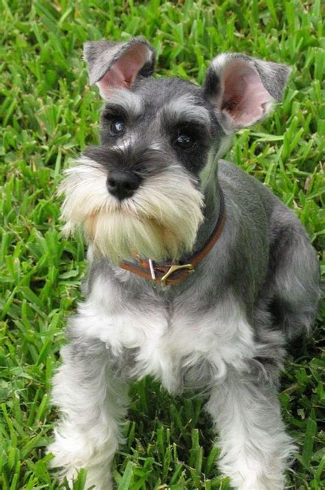 15 Signs That Indicate Youre A Crazy Schnauzer Person And Are Damn