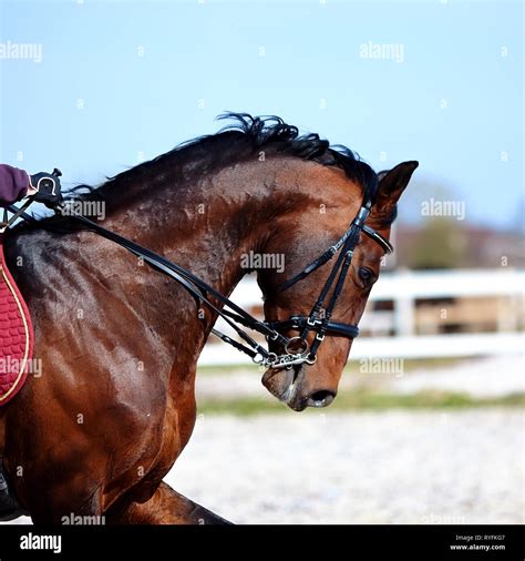 Brown stallion. Portrait of a sports brown horse. Riding on a horse ...