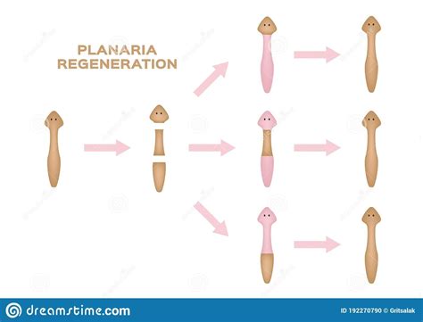 Regeneration Of Planaria