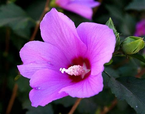 Pignataro Maggiore Chiesa Di Grazzano Arbusti Di Hibiscu Flickr