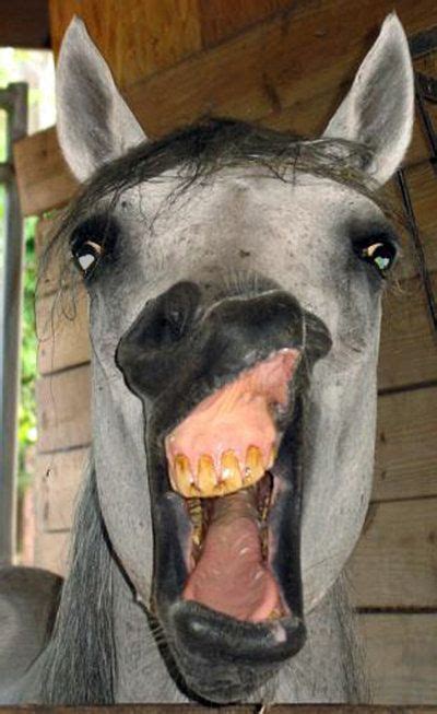 35++ Funny horse faces images information | smallhorsestabledesigns