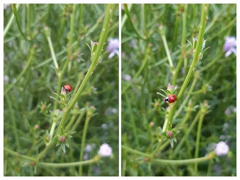 Is this a two-spotted ladybug? Vancouver, BC. I'm skeptical but this